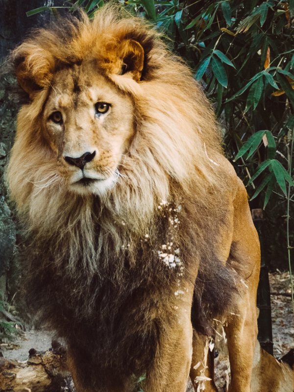 Leao